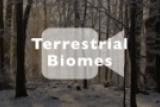 About Terrestrial Biomes