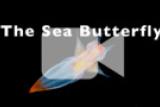 The Sea Butterfly